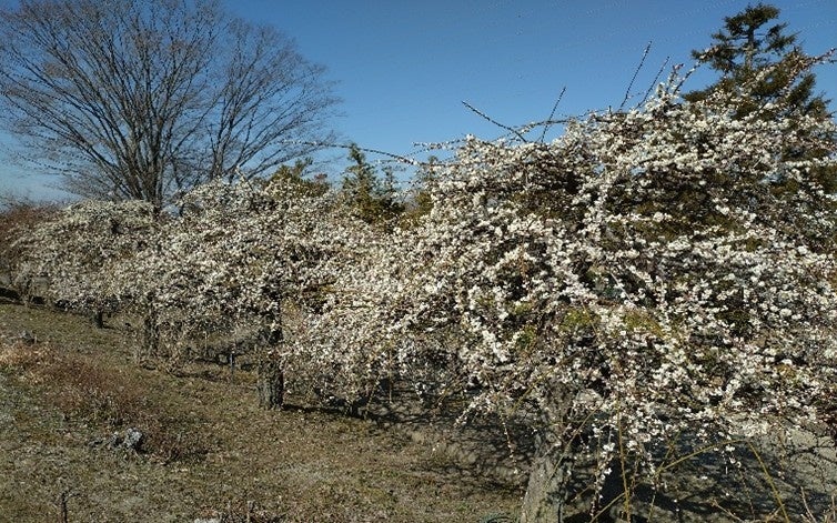 【MUNI KYOTO】「Riverside Afternoon Tea ~le Printemps~ （リバーサイド アフタヌーンティー ル・プランタン）」登場
