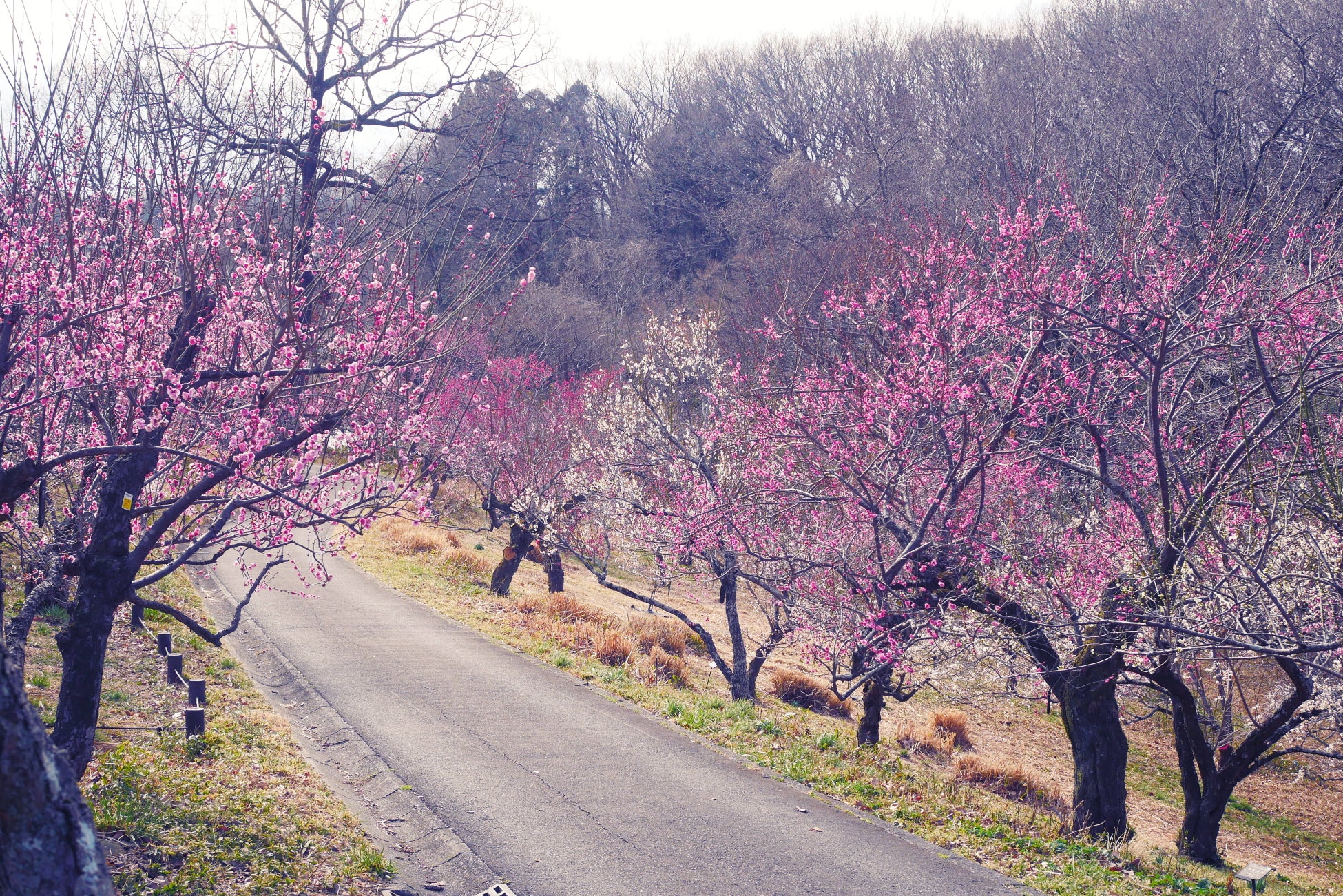 ウメ見頃を迎えました（国営武蔵丘陵森林公園）