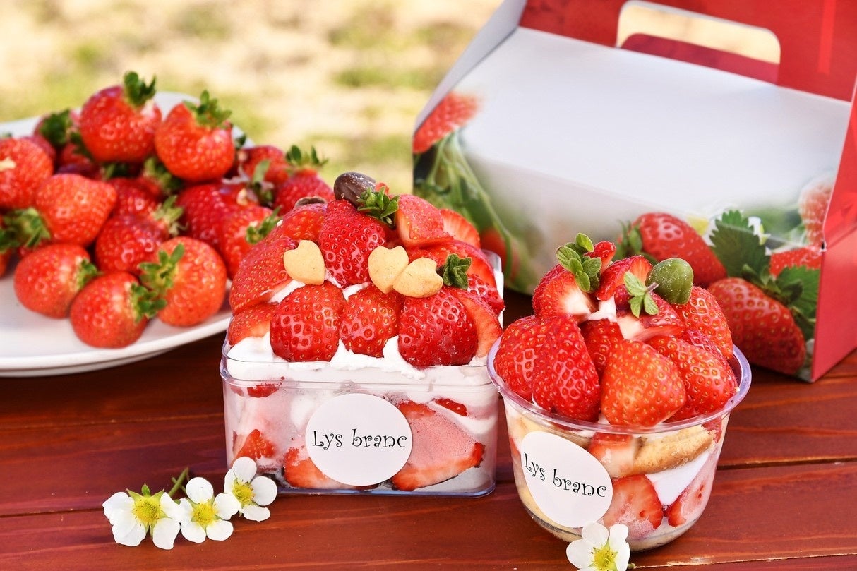 【福岡県大木町】自分で収穫した苺が主役の特別なパティシエ体験。摘みたて「あまおう」とこだわりの生クリームが織りなす４日間限定イベント、2026年3月28日より開催