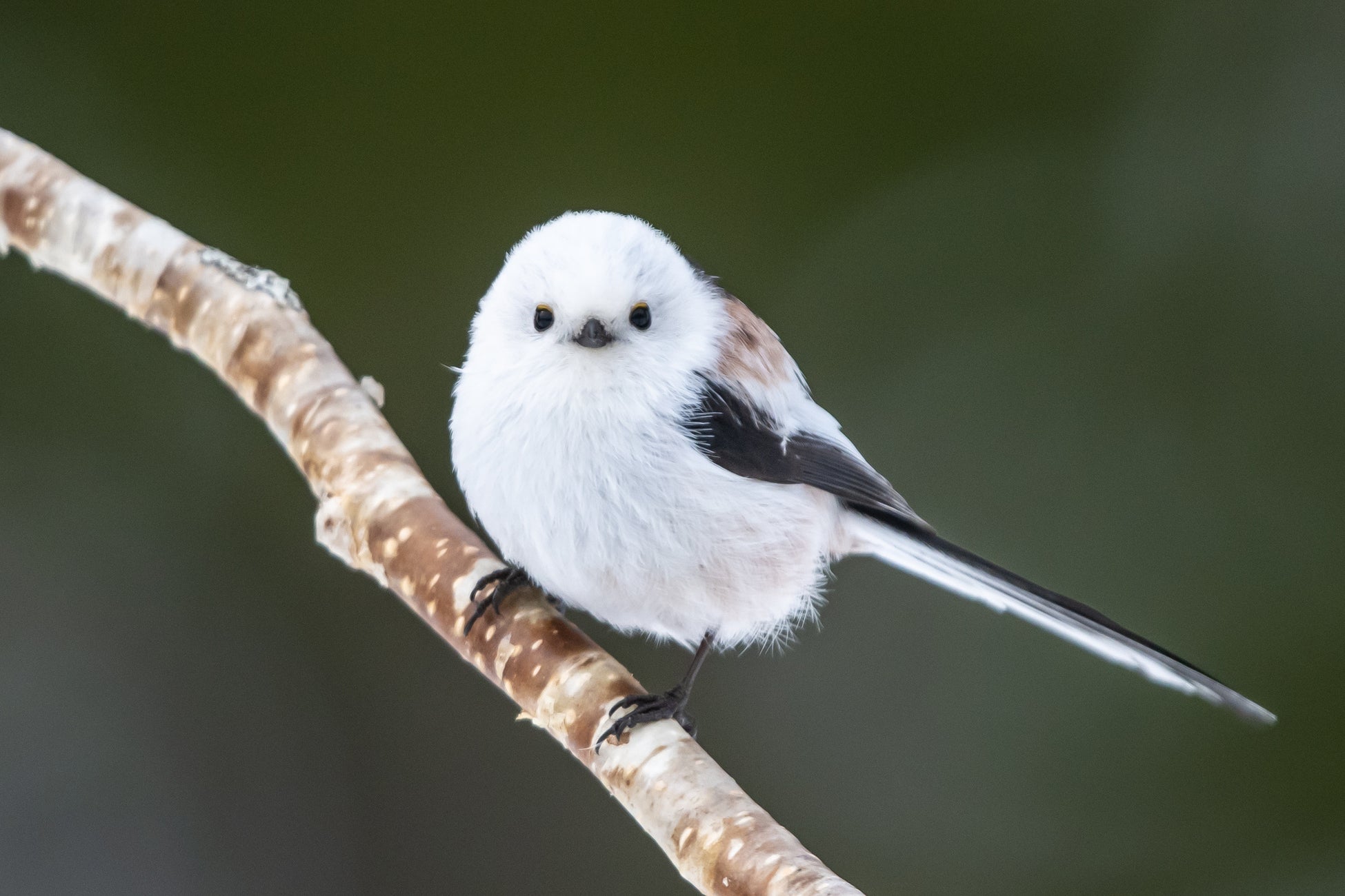 シマエナガを探しに冬の支笏湖を散策――「しこつ湖 鶴雅リゾートスパ 水の謌」で湖畔トレッキング付きプランを販売中