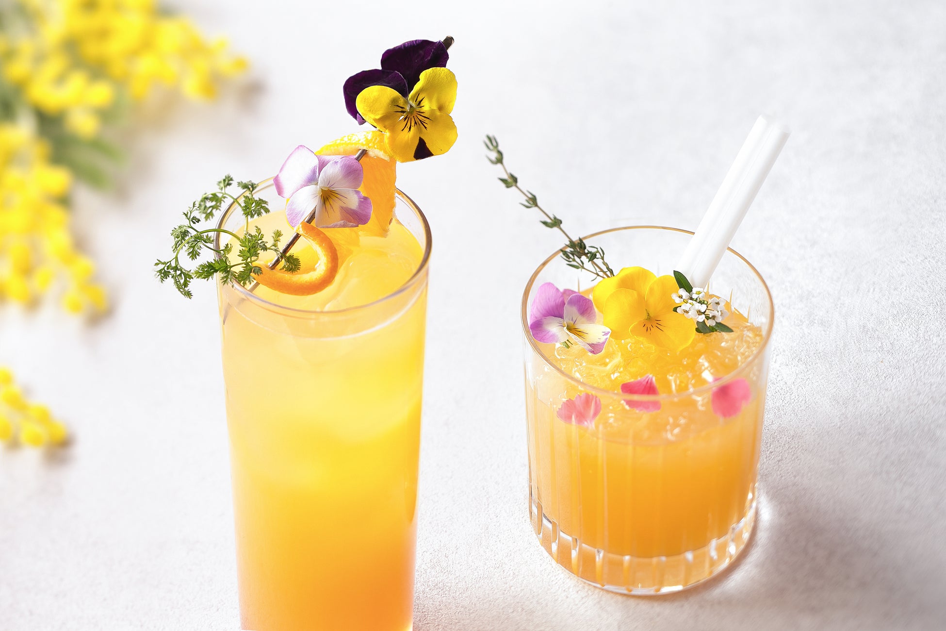 【ネコマ マウンテン】あの感動を体験へ。スノーボードの聖地で踏み出す最初の一歩。これからでも間に合う、初めてに特化したカリキュラム＆フルレンタルで叶える「手ぶらスノーボードデビューパック」販売開始