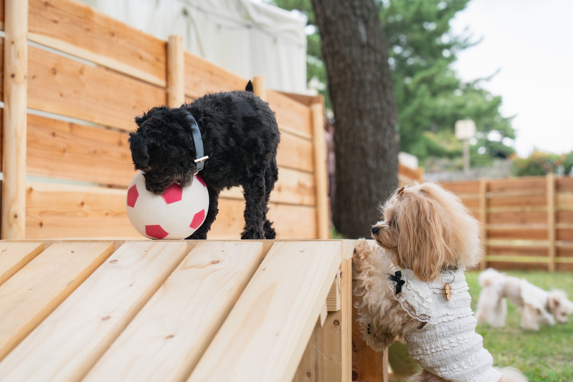 【愛知犬民割、はじまる。】愛知県民限定、愛犬と泊まれるドッグラン付きゲルテントが今だけ特別価格に〈ウッドデザインパークいちのみや-紡-｜愛知県一宮市〉