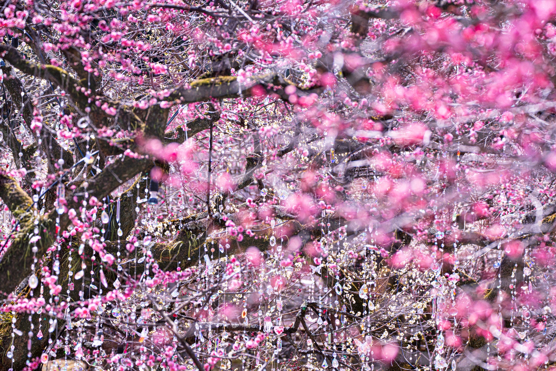 北野天満宮の梅、いよいよ見頃。一足先に春の気配 　歴史の庭がアートへと変容するインスタレーション梅苑「花の庭」《 光と花の庭 》