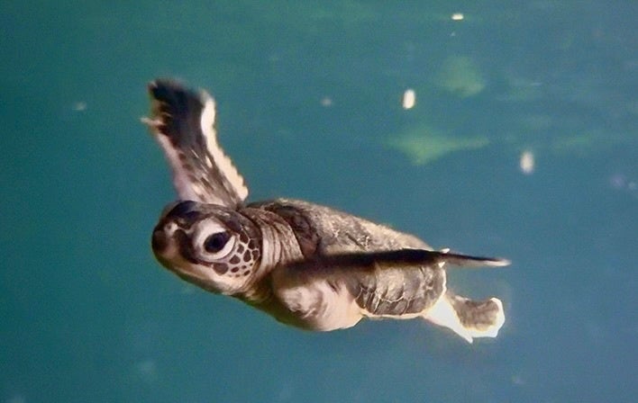 [沖縄の海を守る　読谷村でウミガメ祭！]