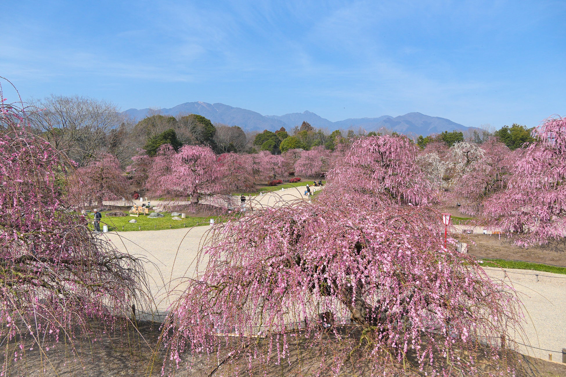 【速報】鈴鹿の森庭園のしだれ梅が間もなく見頃に。夜間ライトアップは2月25日から実施中