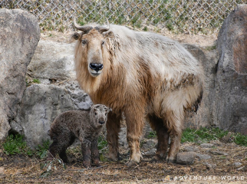 未来へつなぐ、いのちのバトン７年ぶりにゴールデンターキンの赤ちゃんが誕生しました！