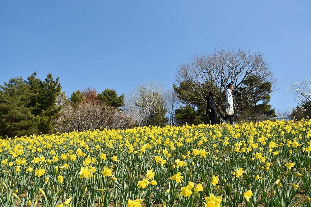 横浜のホテルで味わう春の贅沢なひととき。「いちごジャーニー」4月分予約受付開始！いちごを使った特製メニューを提供