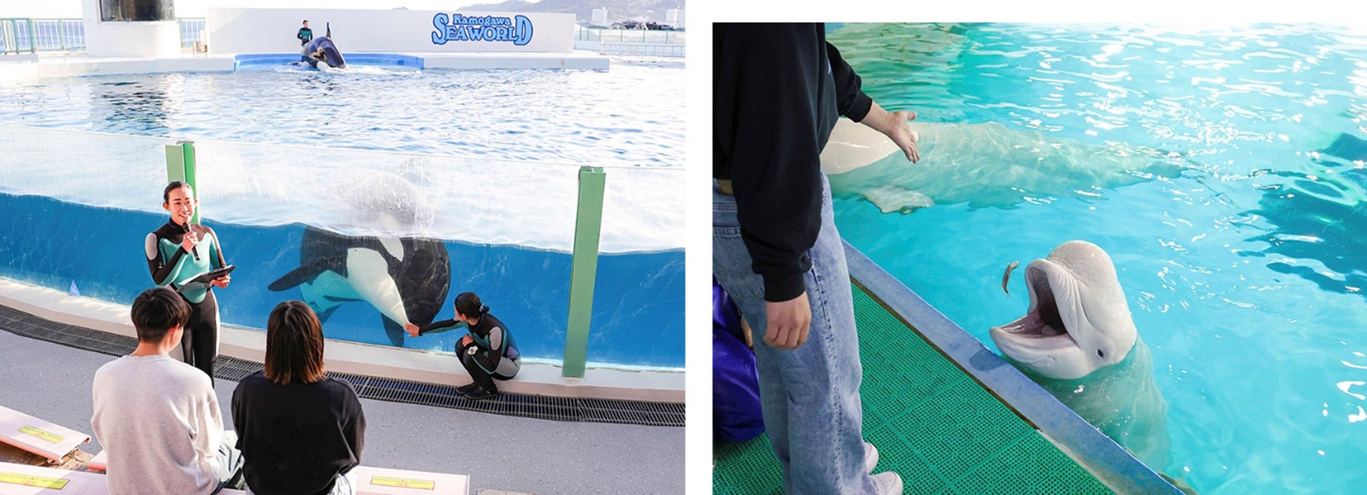 【鴨川シーワールド】飼育員の解説にヒントが！今回は限定「ふり返り問題集」付き！ 鯨類に少し詳しくなる体験型プラン『大人の鯨類スクール』開催！！