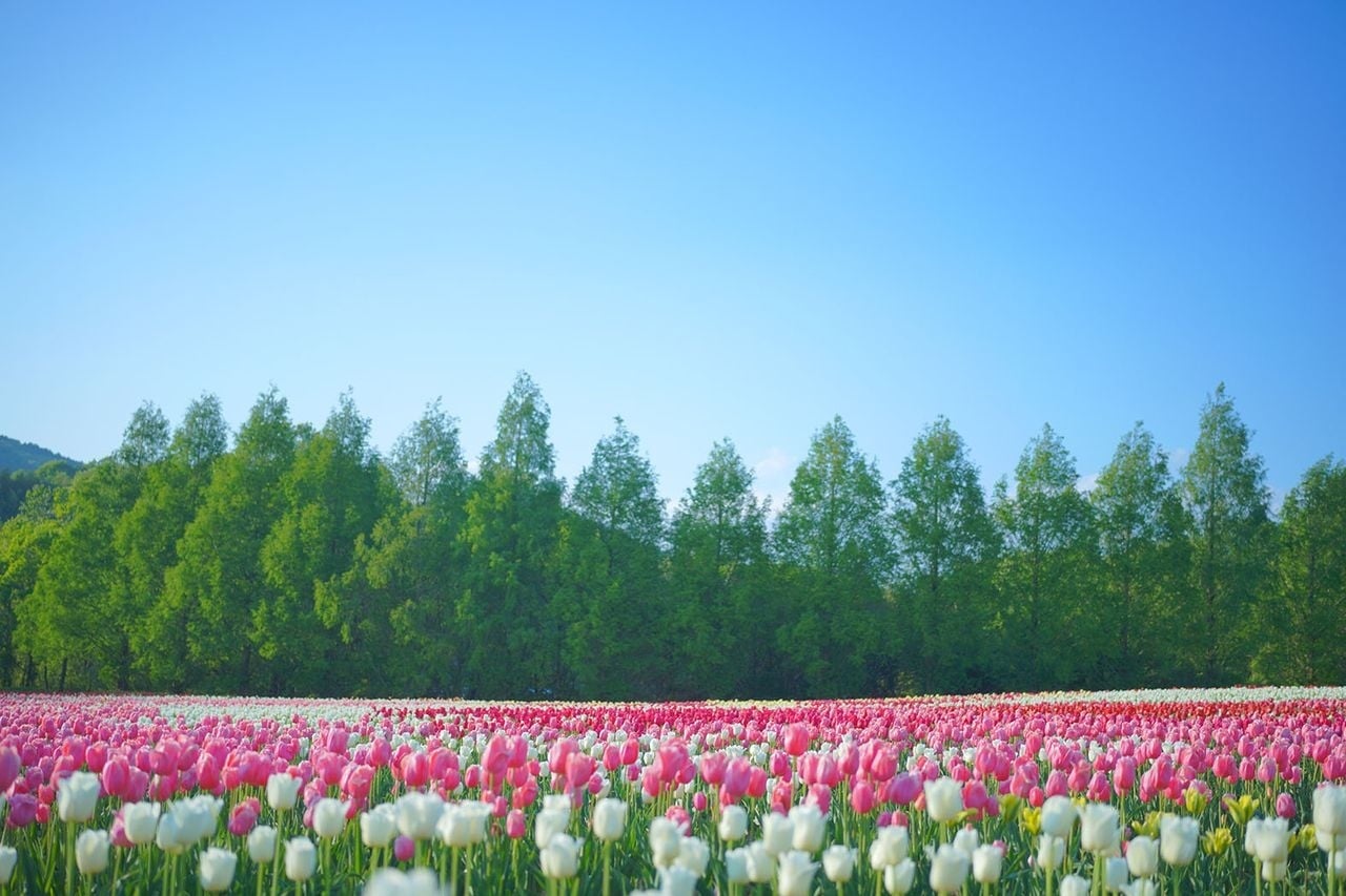 【フェアフィールド・バイ・マリオット 道の駅プロジェクト×世羅高原農場共同企画】写真家　山本まりこ氏と巡る、花と絶景の撮影体験 「世羅高原農場」で「ローカルフォトツーリズム」を開催！《広島／世羅》