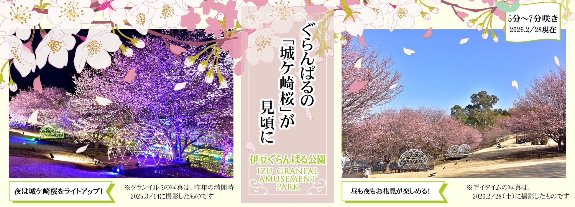 地元が愛する「城ケ崎桜(じょうがさきざくら)」が見頃に！