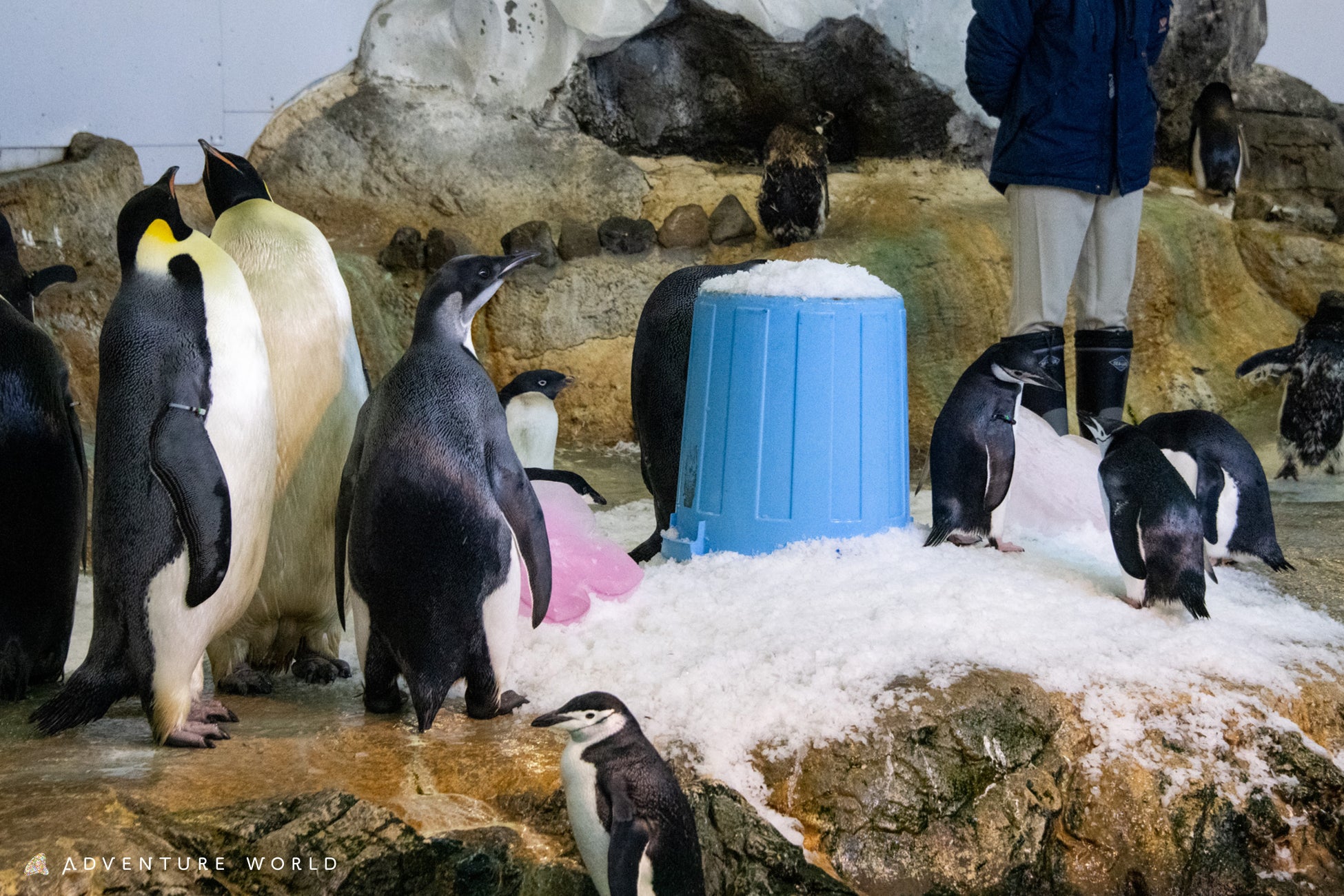 エンペラーペンギンの子ども 初節句を祝う特別セレモニーを開催しました！
