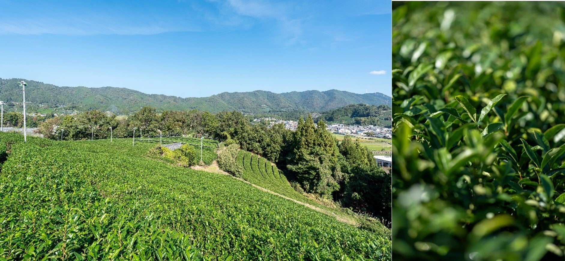 【デュシタニ京都】茶葉のみを使った新たな喫煙体験「茶香」と、日本酒やウィスキーとのマリアージュを味わうウェルビーイングメニューを提供開始