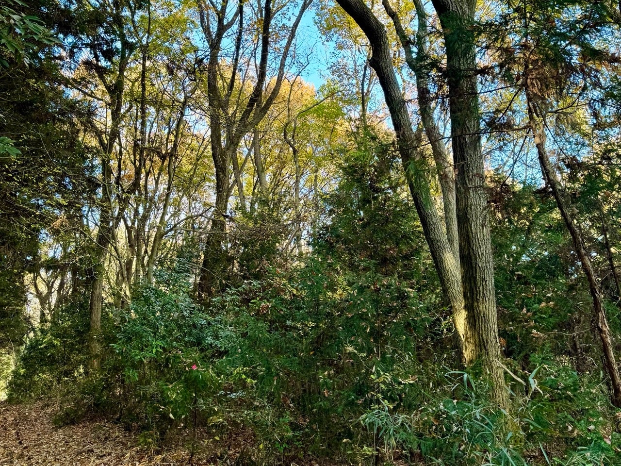 あなたのスタイルで森を楽しむ、森林レンタルサービスフォレンタ。新エリアが栃木県大田原に誕生！
