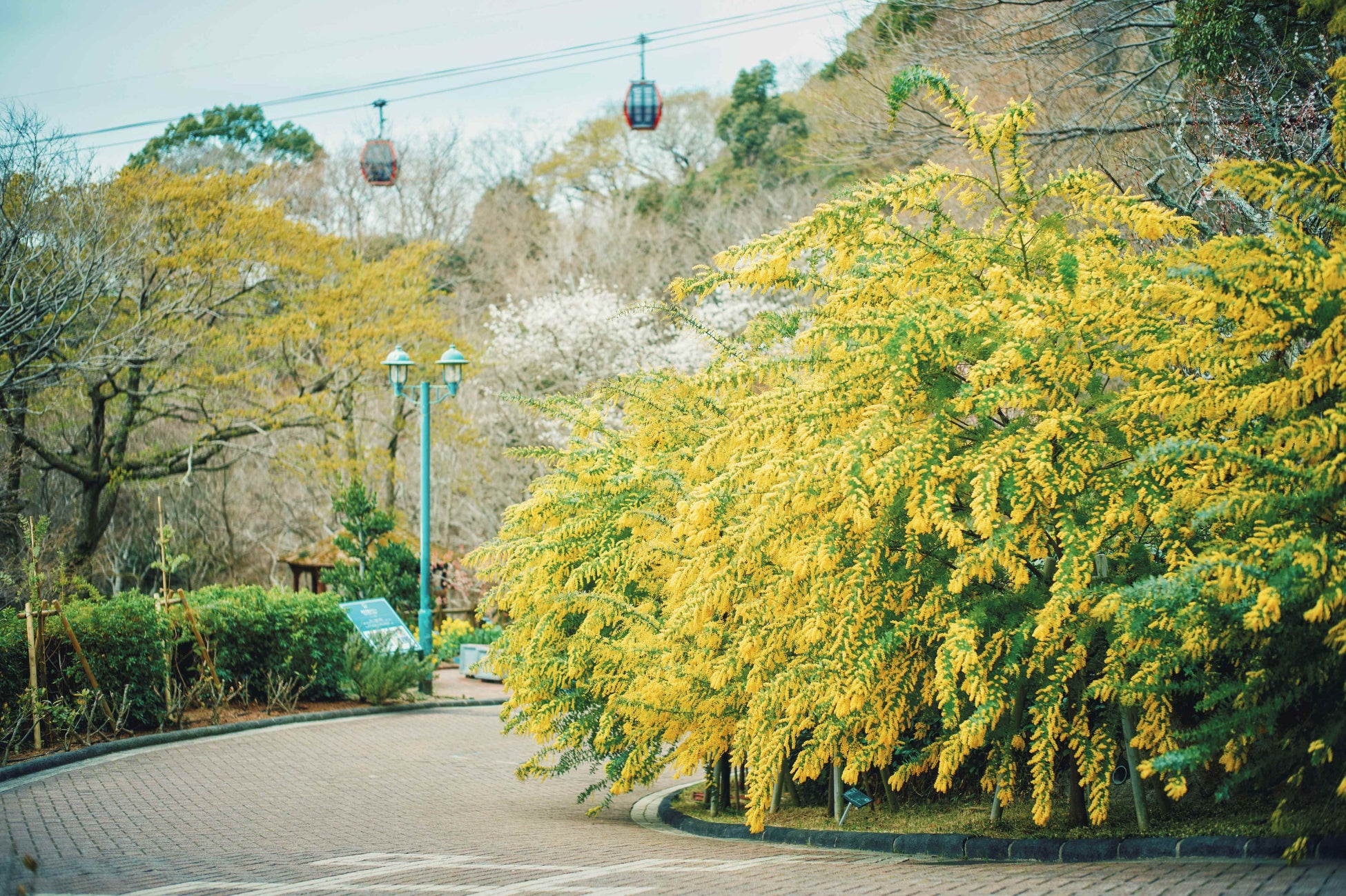 早春の人気のロケーション「ミモザのある風景」が例年より早く見ごろに。神戸布引ハーブ園に少しずつ春が訪れています。ふわふわで可愛い「ミモザ」と「神戸の街並み」を一緒に楽しめるフォトスポットは人気です。