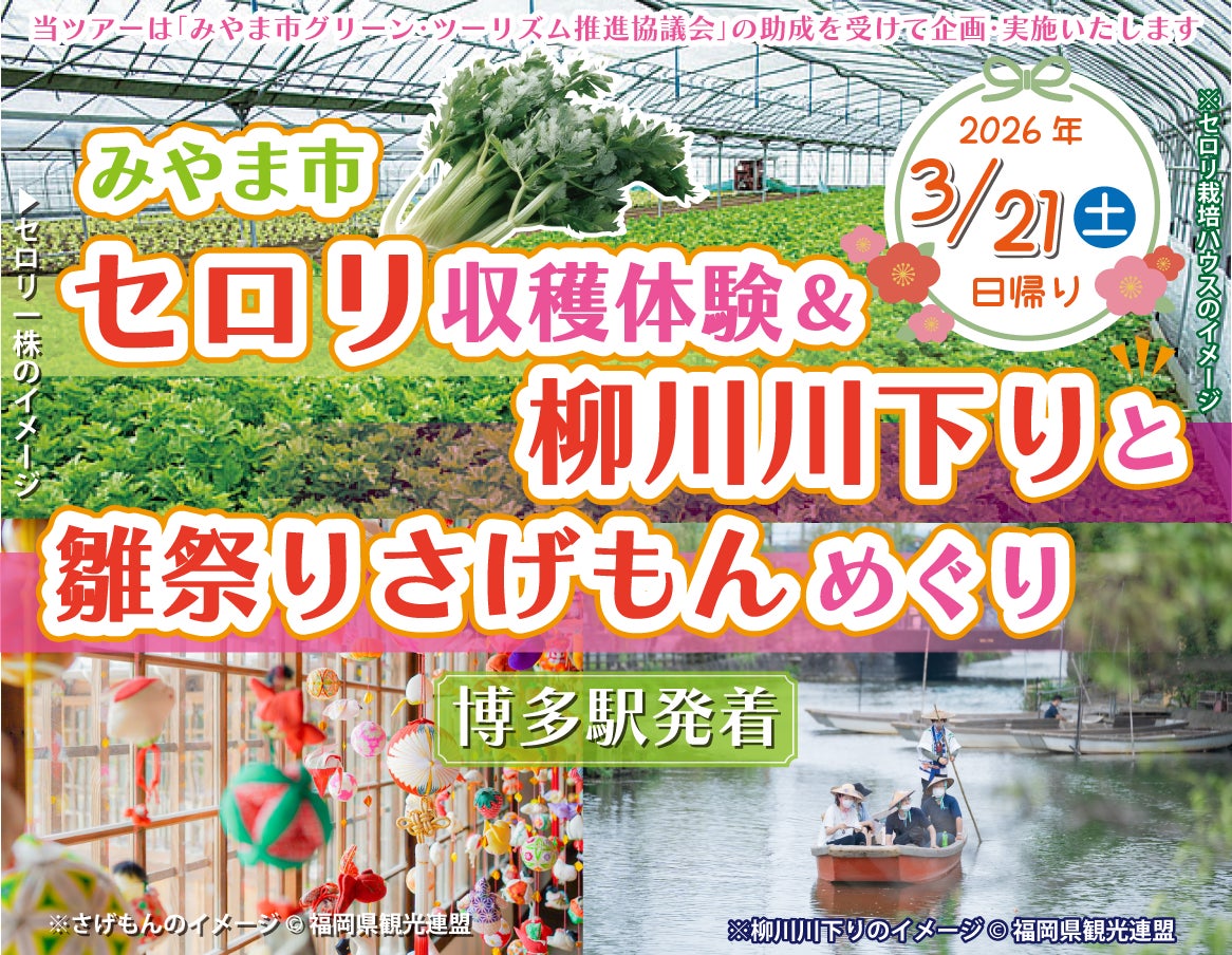 《日帰りツアー》みやま市セロリ収穫体験＆柳川川下りと雛祭りさげもんめぐり