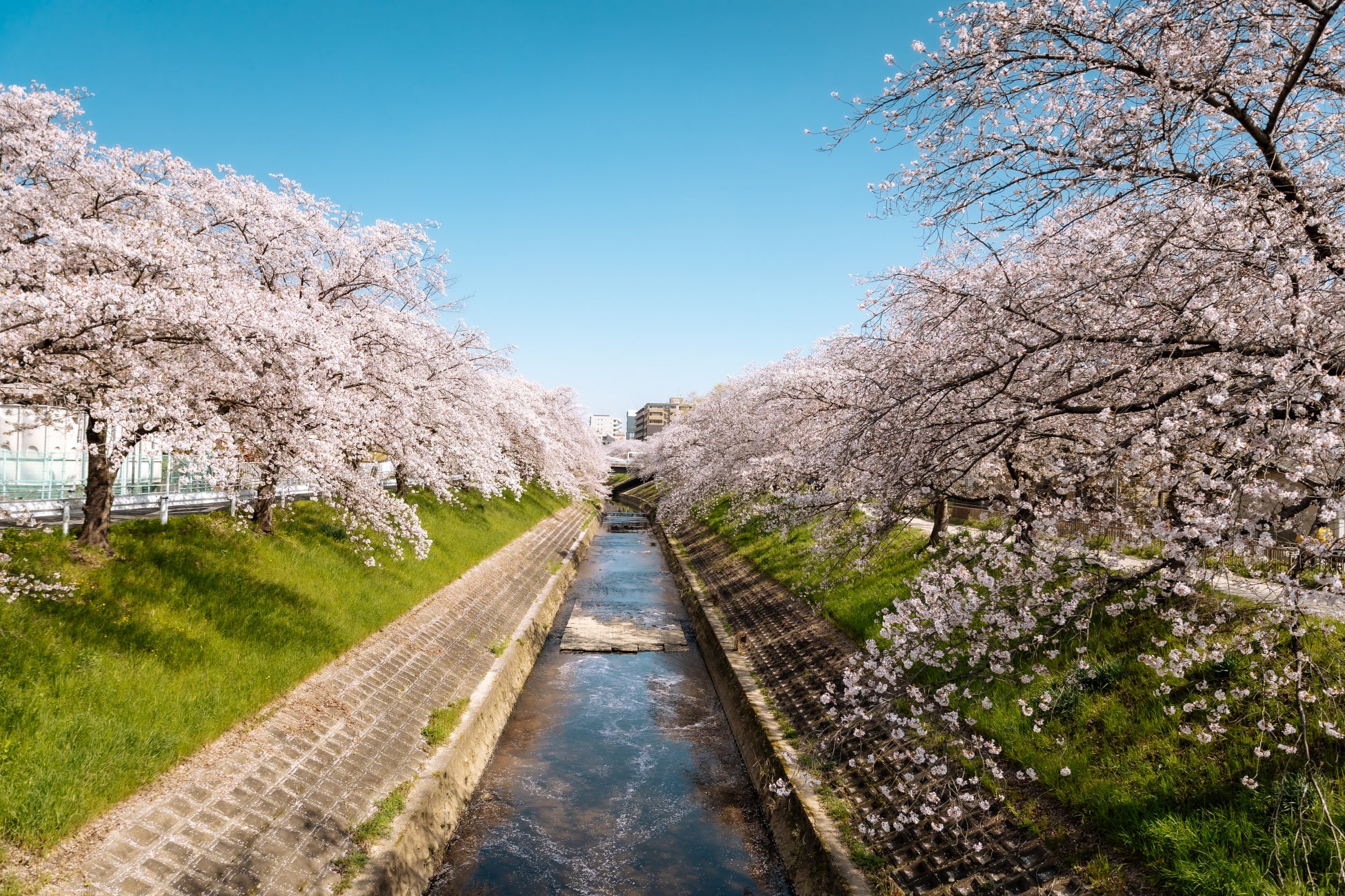 【ノボテル奈良】“泊まれる桜スポット”誕生。館内全体を彩る春限定演出スタート