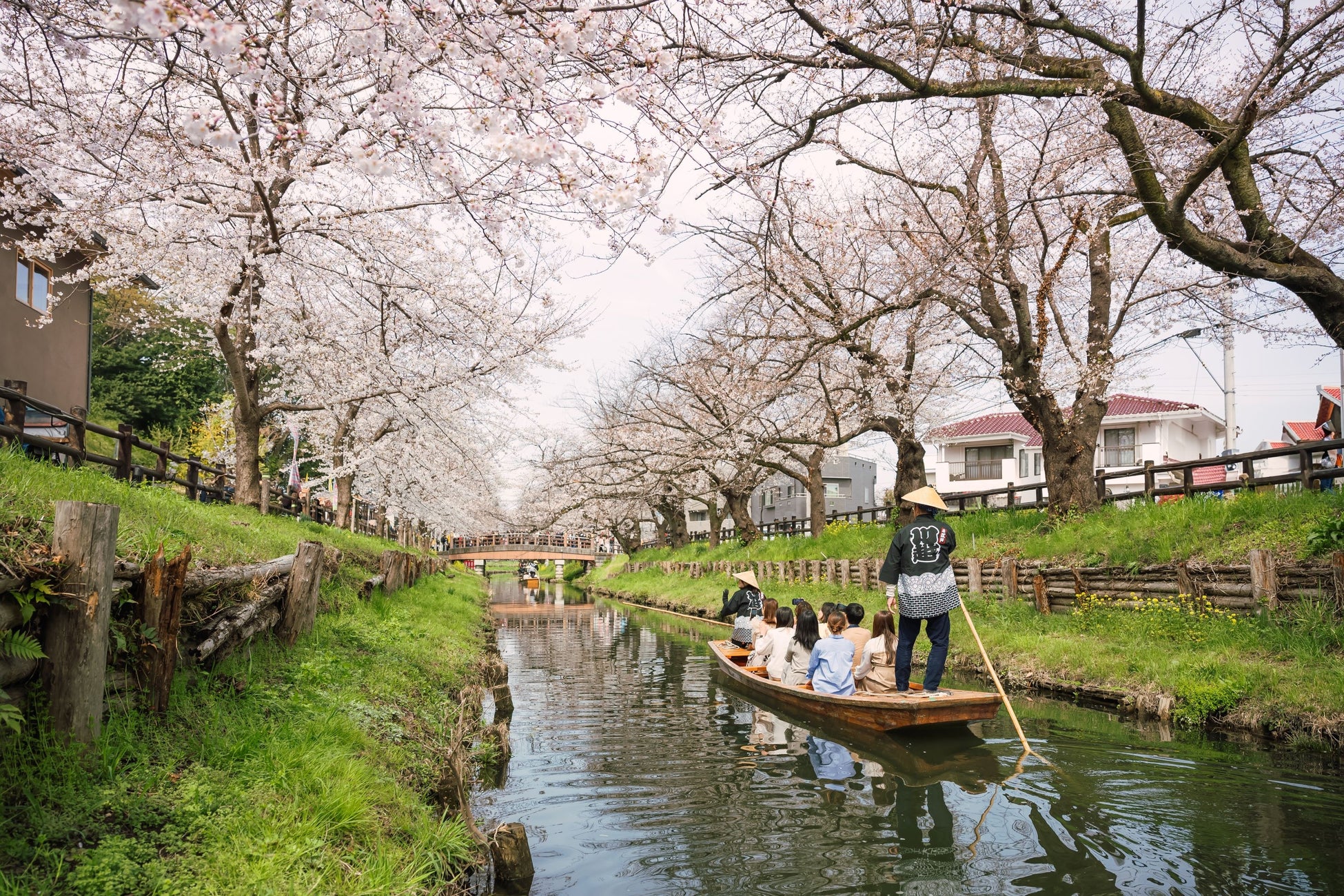 【川越プリンスホテル】日常を離れ、水上の静寂に身を置く雅な朝。水面の特等席から見上げる満開の絶景桜