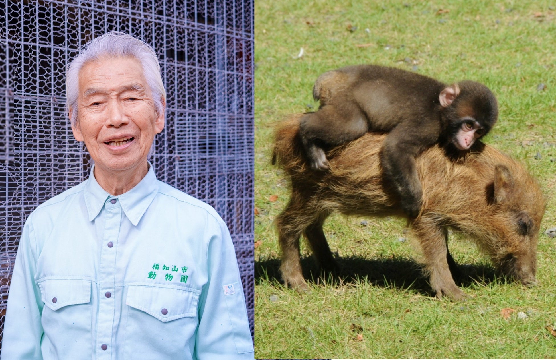 ロデオ猿・みわとウリ坊の育ての親、京都府福知山市の動物園を引退する名物園長へのメッセージを募集