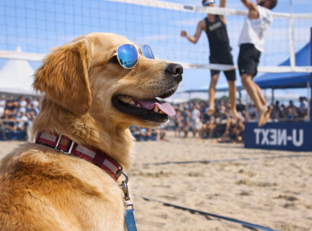愛犬と行くスポーツ観戦！ビーチバレー大会観戦イベント開催!