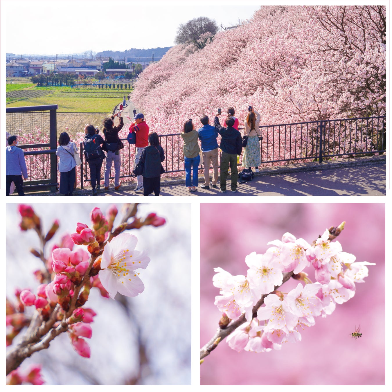 早咲きの桜「春めき」が南足柄市で開花!!　2026年の見頃は3月14日㈯、15日㈰ごろか