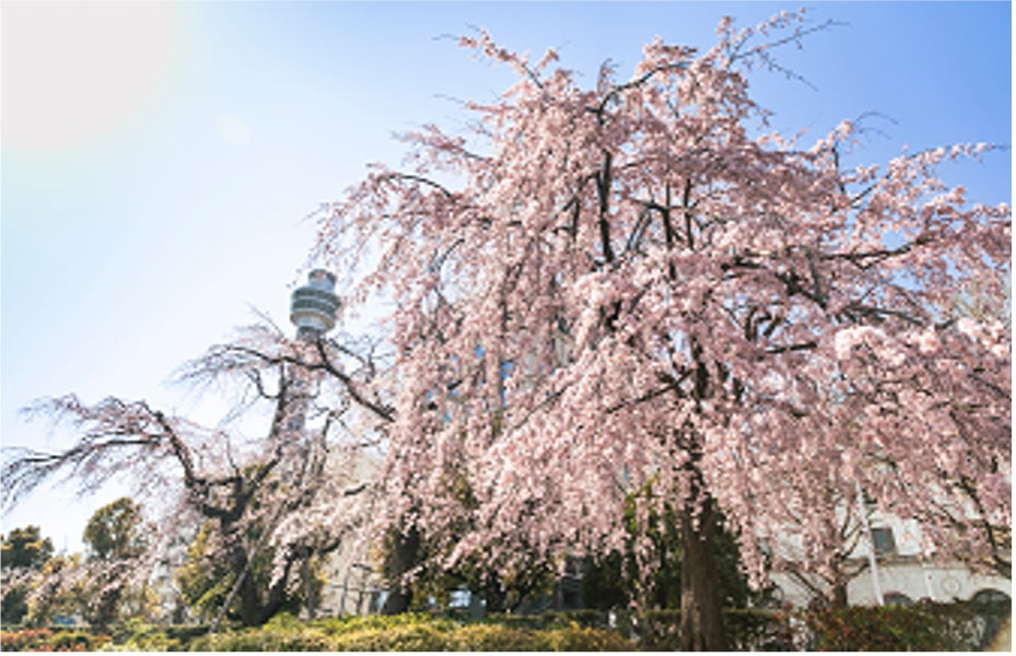 【第１０回】横浜の街を“丸ごと花でジャック”『ガーデンネックレス横浜２０２６』３月１９日（木）開幕
