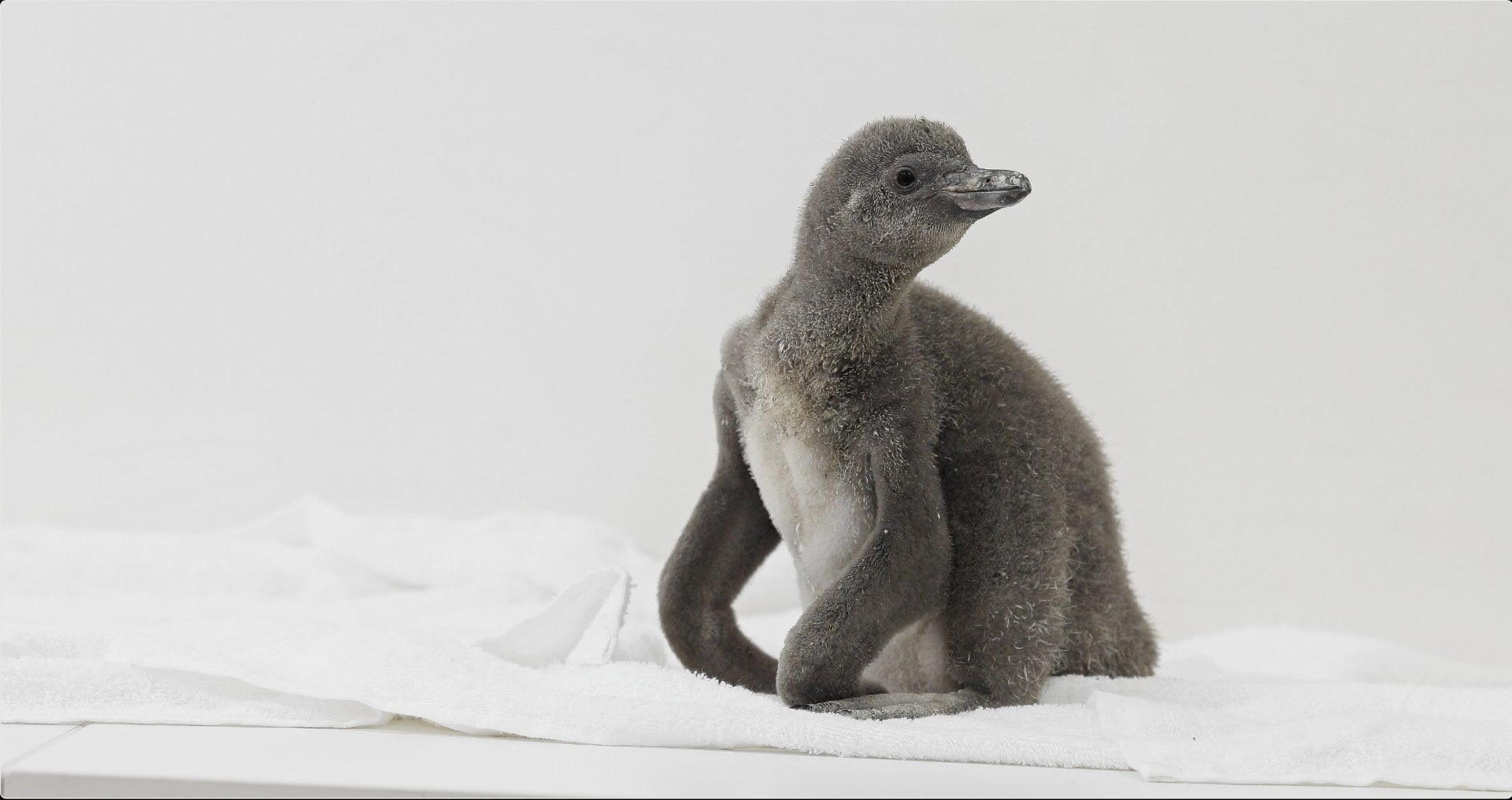 【DMMかりゆし水族館】フンボルトペンギンの赤ちゃん「いちご」が待望のデビュー！