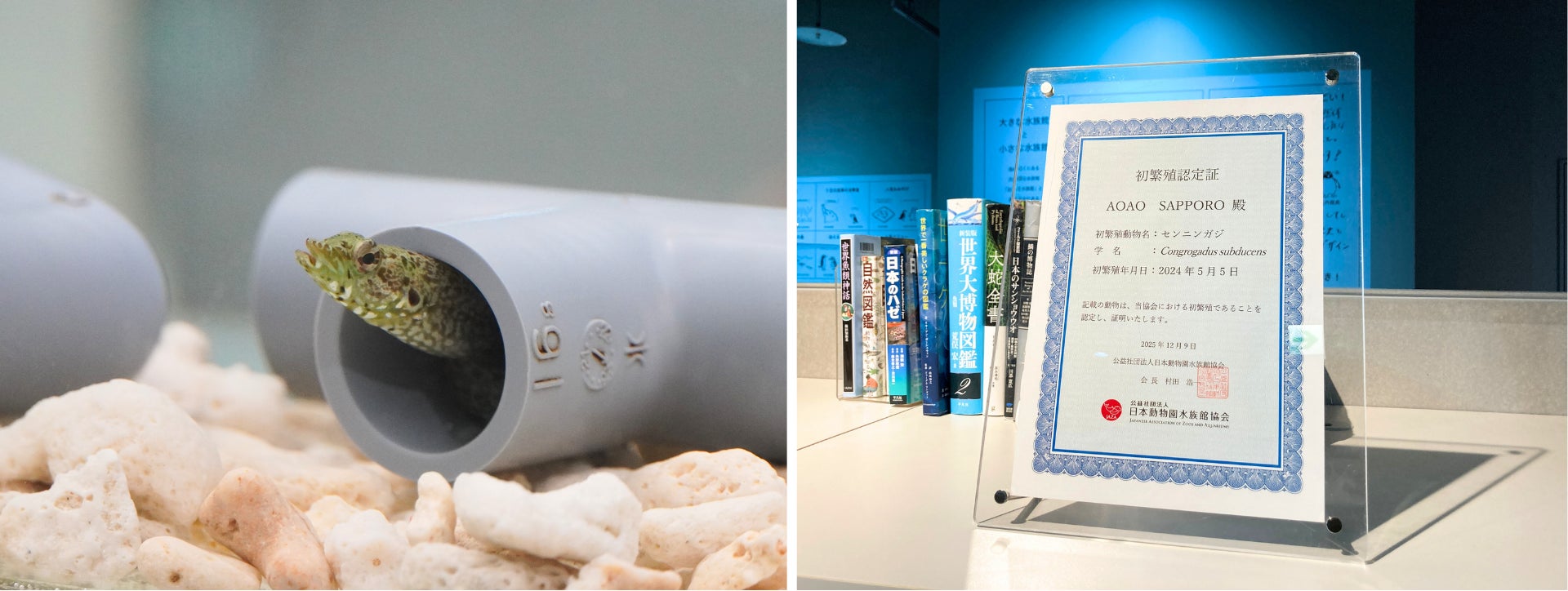 AOAO SAPPORO開業以来初の認定 公益社団法人 日本動物園水族館協会により、センニンガジが初繁殖に認定されました