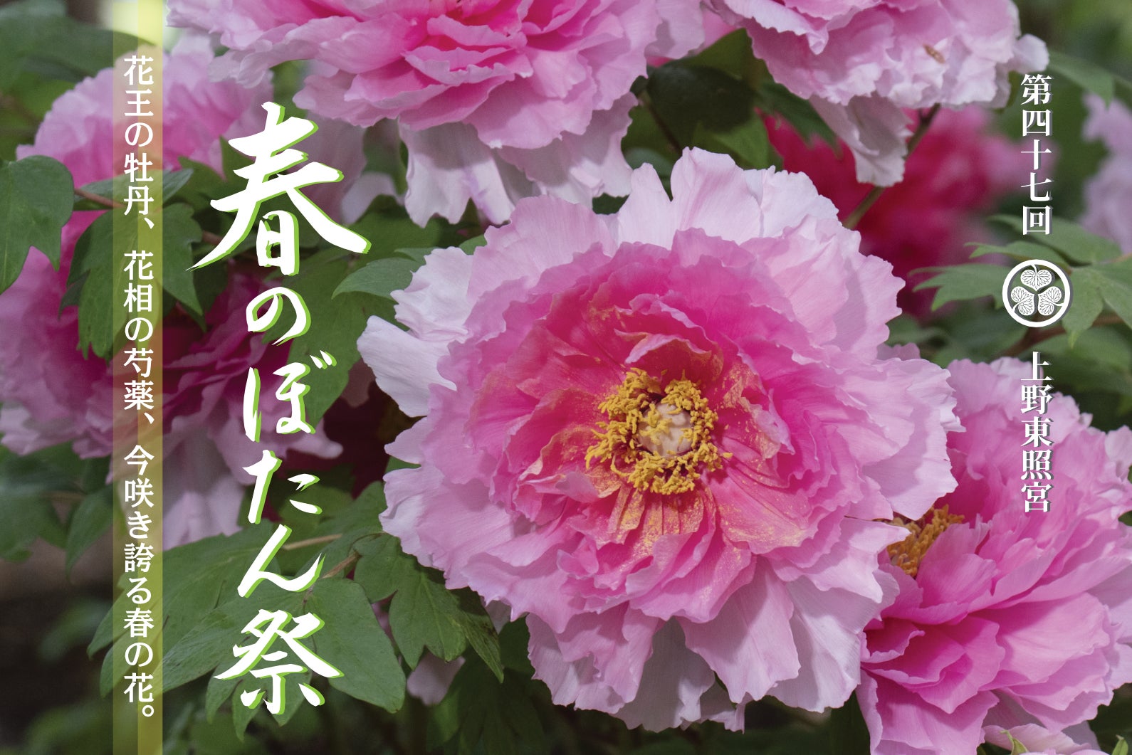 東京・上野公園｜『第四十七回　上野東照宮 春のぼたん祭』2026年４月4日（土）～５月６日（水）開催のお知らせ