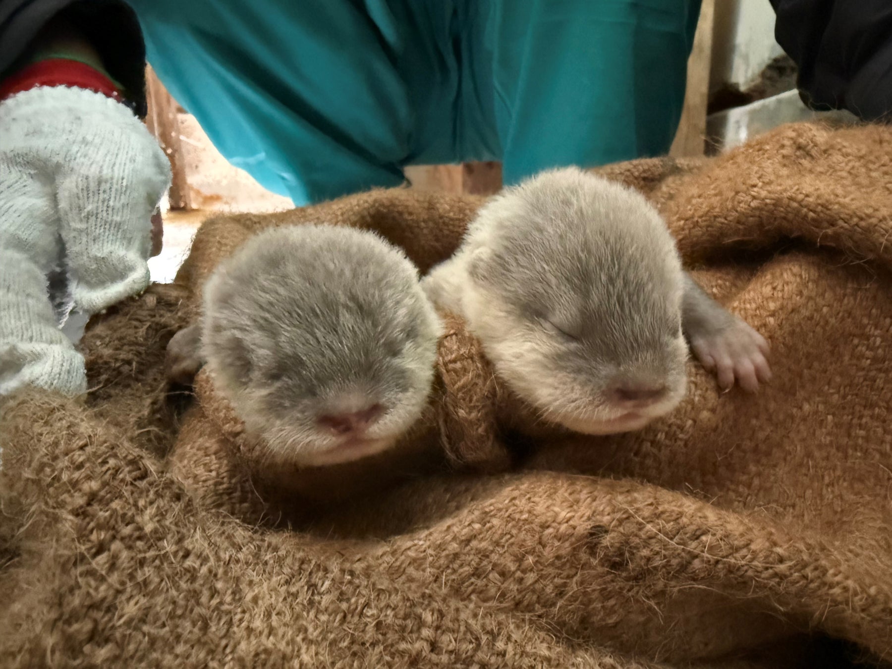 【南知多ビーチランド】コツメカワウソの赤ちゃんが生まれました＜愛知＞