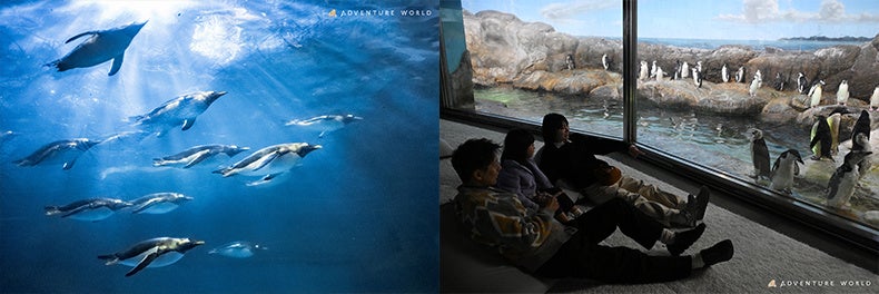 ２５０羽のペンギンとともに体験を生み出す世界初の共創型インタラクティブアート　「ペンギンワールドラウンジ」誕生　音楽・香り・映像　デジタルアートがつなぐ、ペンギンのリズムと共鳴する空間