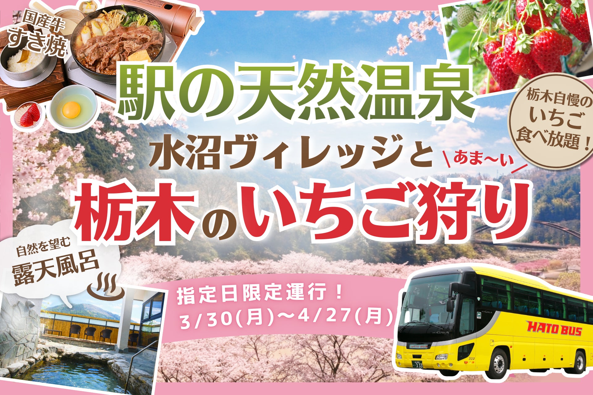 【 春限定 】満開の桜×絶景の天然温泉×いちご狩り！「水沼ヴィレッジ」で国産牛すき焼を味わう、春の贅沢 “日帰り” バスツアーが登場！