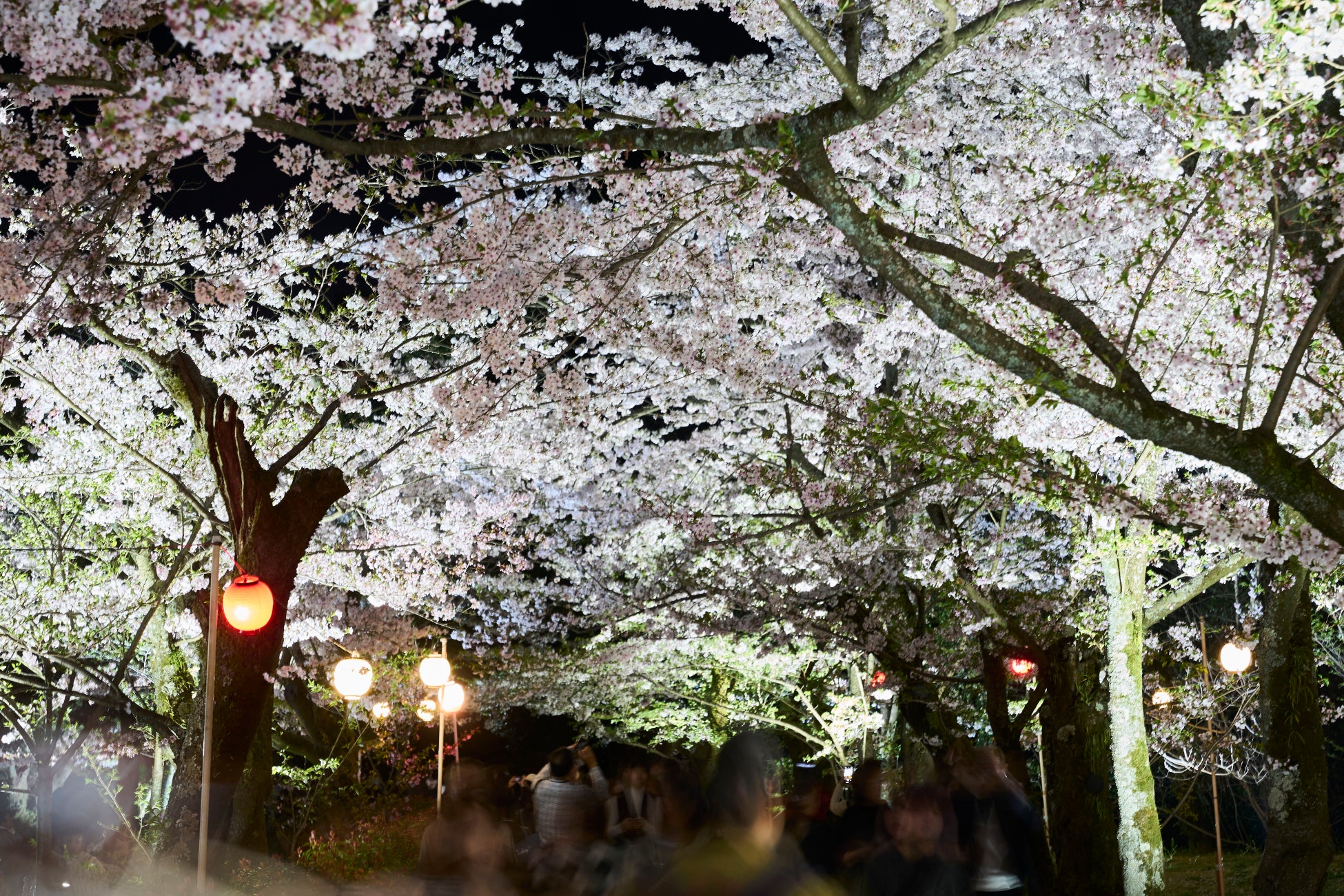 名園の夜は桜が主役になる10日間・宵闇に浮かび上がる夜桜「特別名勝 栗林公園 春のライトアップ」開催