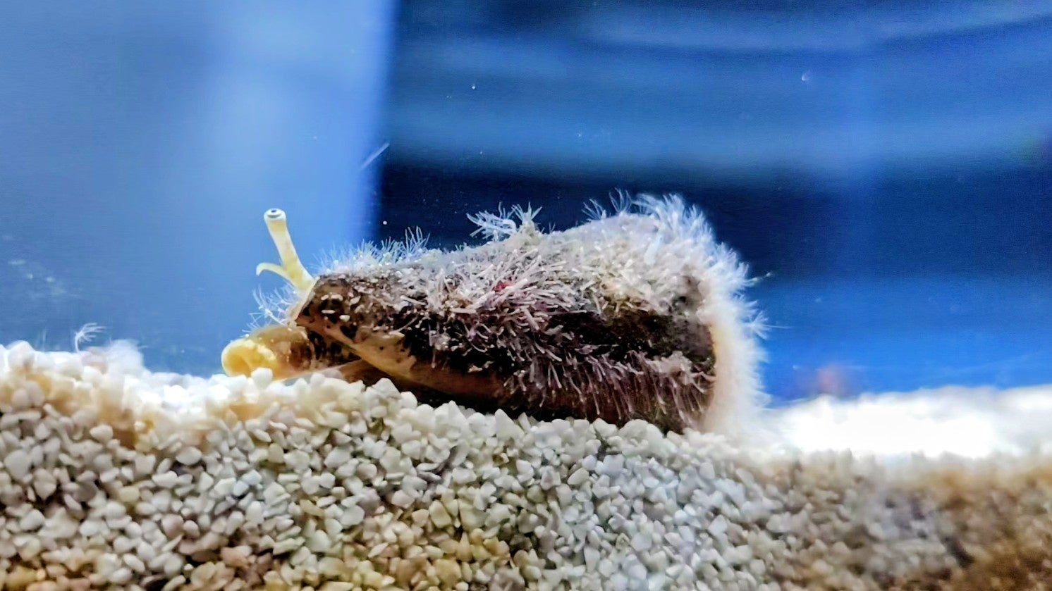 企画展「貝類展～貝で繋がるアトアと私たち～」を開催します！