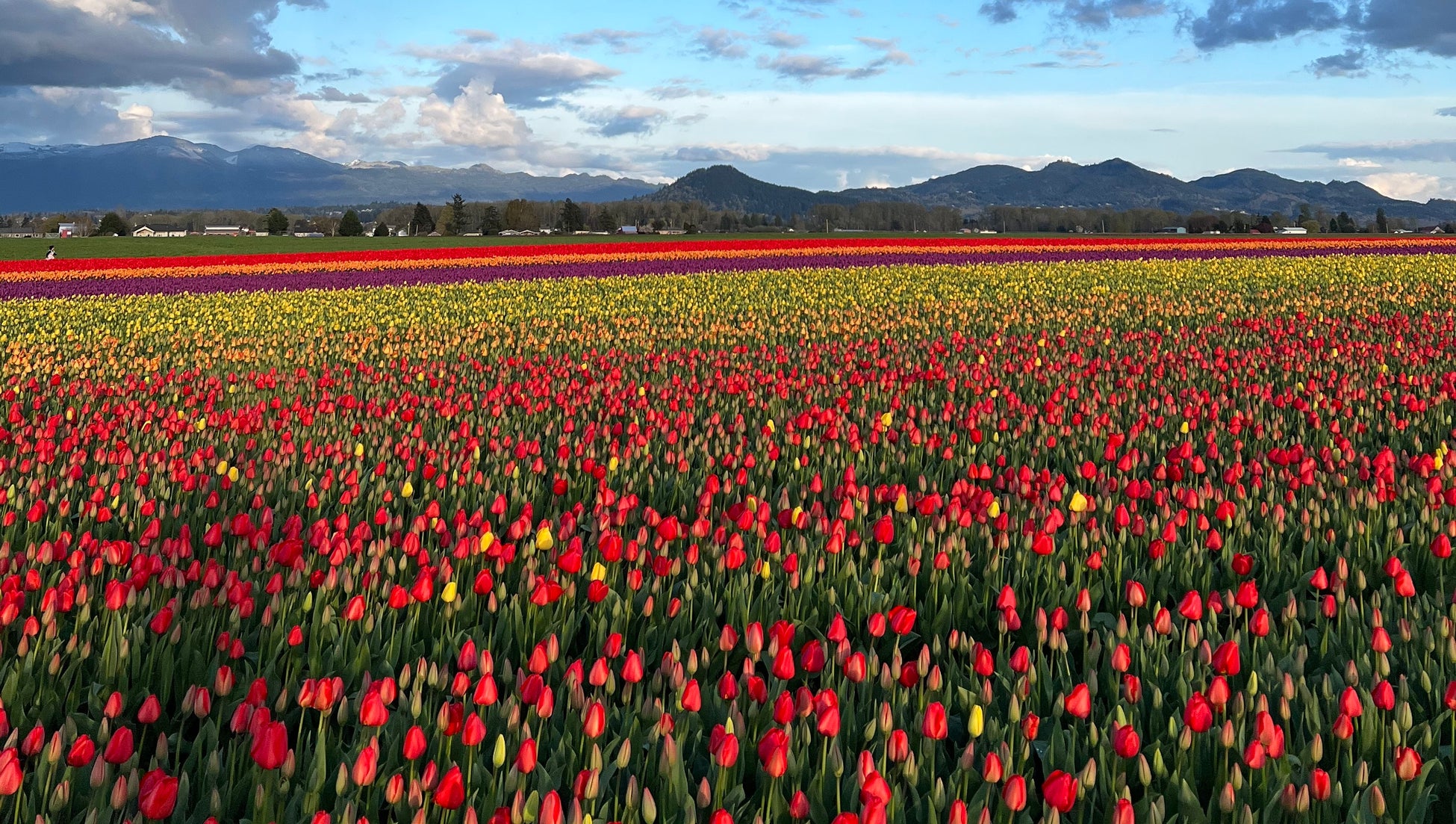 米国ワシントン州で春を祝う「スカジットバレー・チューリップ・フェスティバル」