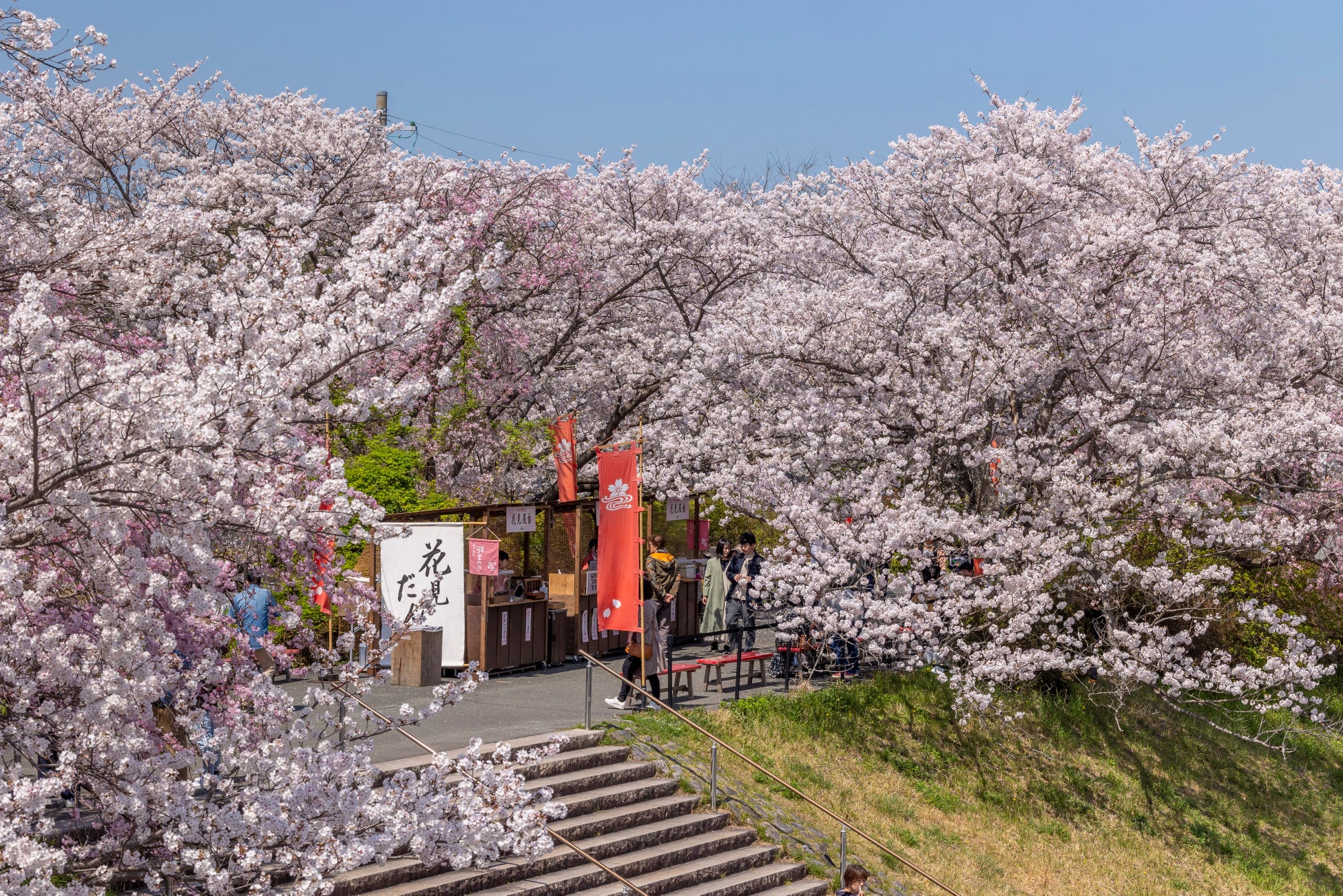 【伊勢・おかげ横丁】五十鈴川の桜を特等席で楽しむ「花見特別席」＆桜の開花を待つ音楽会「花待ちの調べ」開催 春の風物詩「五十鈴川桜まつり」3月28日〜4月5日