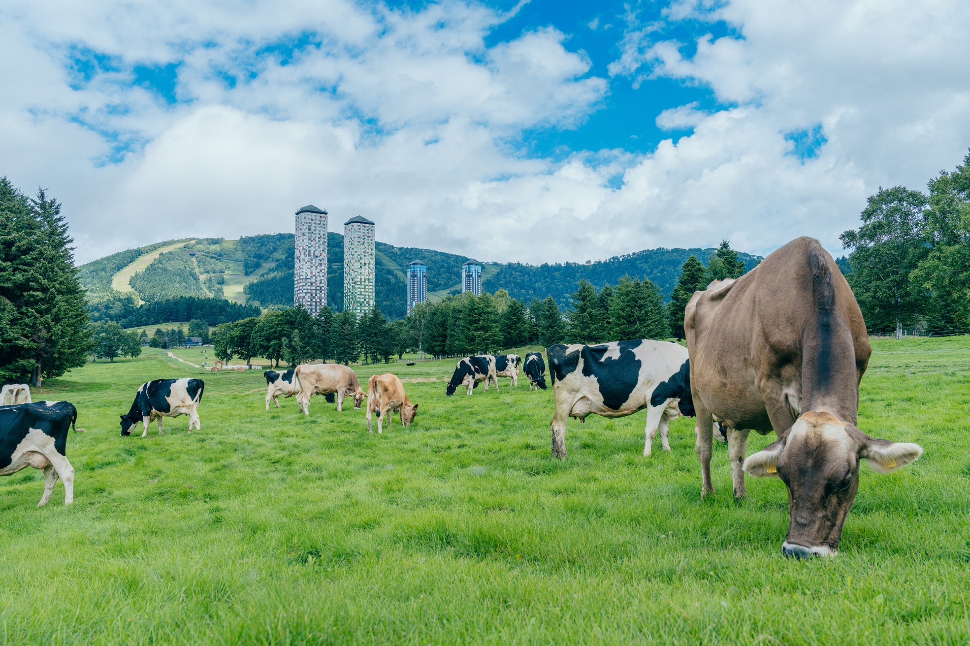 【トマム】冬を越した牛たちが大地を駆け回る！約100ヘクタールの「ファームエリア」で春の放牧を開始