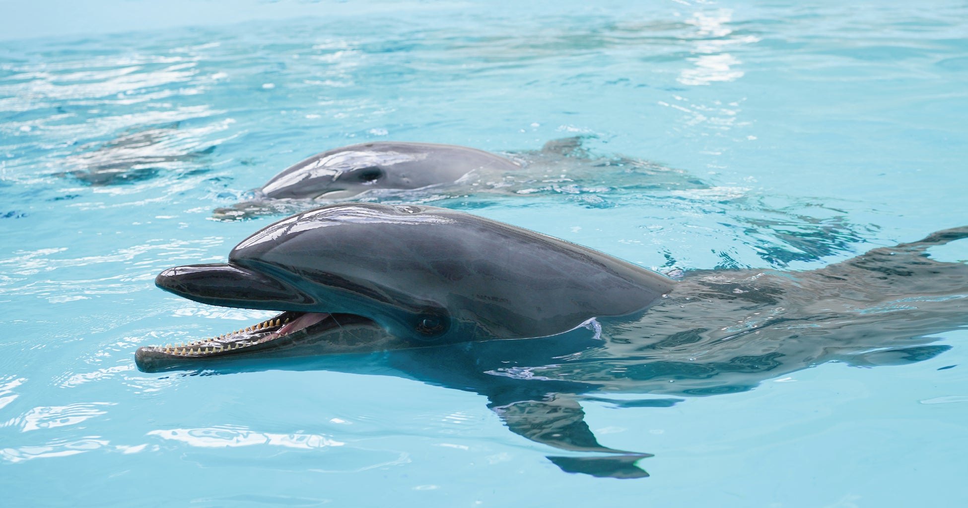 ドーセット バイ アゴーラ 大阪堺 × ノア ドルフィンドーム開業1周年　公式サイト限定「イルカ体験付き宿泊プラン」　本日2026年3月18日（水）より予約受付開始