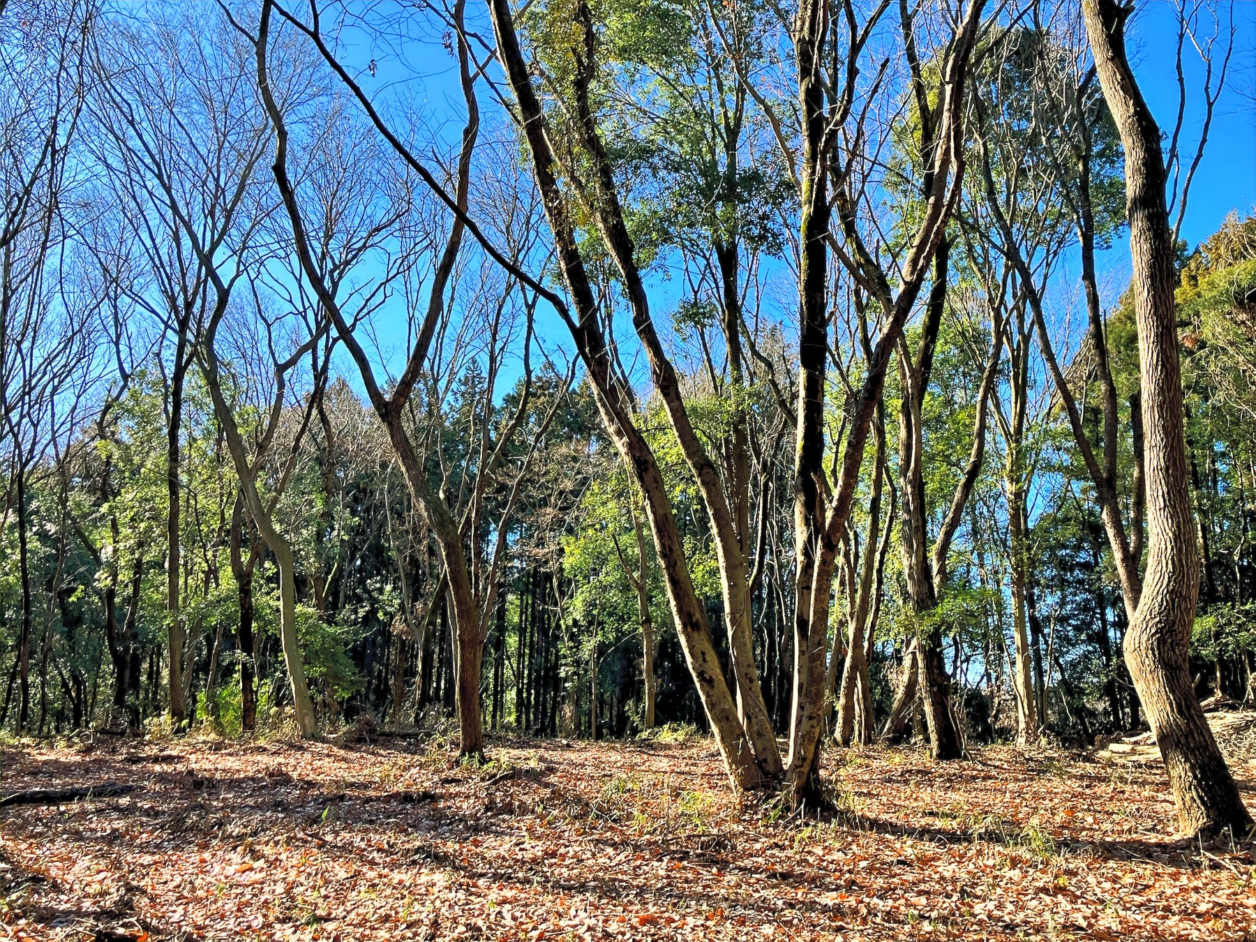 “森を借りる”フォレンタ、茨城に3つの新エリア同時オープン！