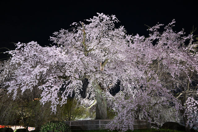 津田沼の新たなランドマーク『イオンモール津田沼South』３月１８日（水）オープニングセレモニーを開催しました