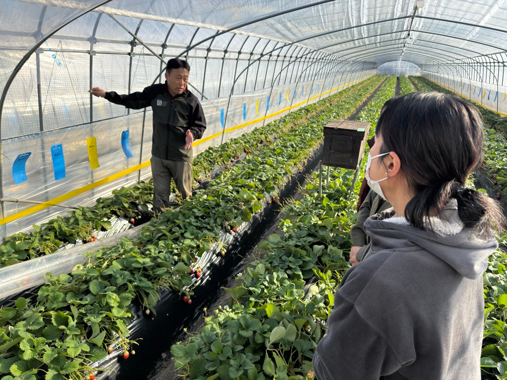 “いちご農家の仕事に触れる一日”が育てた鉾田市への想い チイオシ鉾田市農業体験プロジェクト いちごの農業体験を実施
