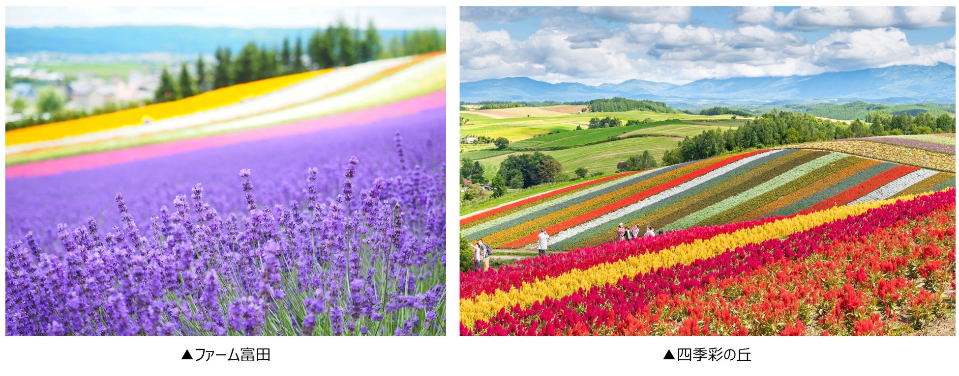 【ホテル長楽館】桜を味わう春限定カフェセレクションを2026年3月20日（金）より提供