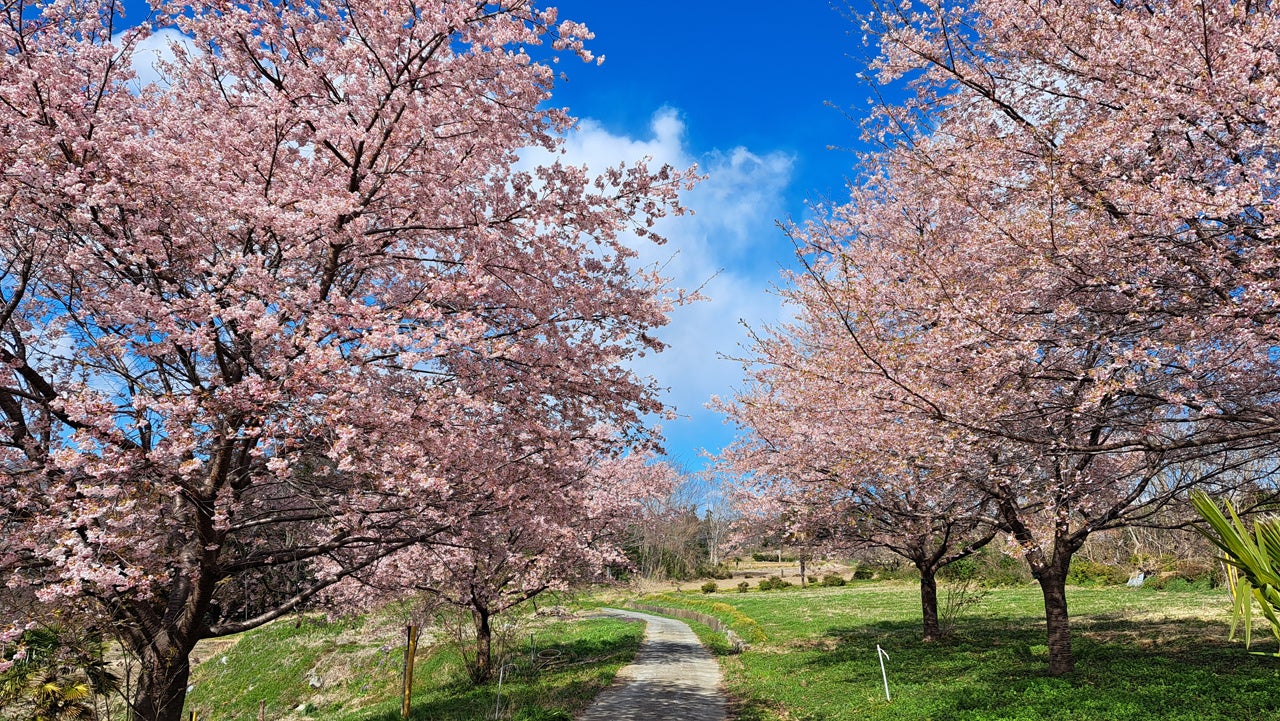 地図に示された場所の桜の写真をSNSにアップ。3か所以上巡れば、ドリンク1杯プレゼント！「門口寄居　さくらロゲイニング2026」開催のお知らせ。