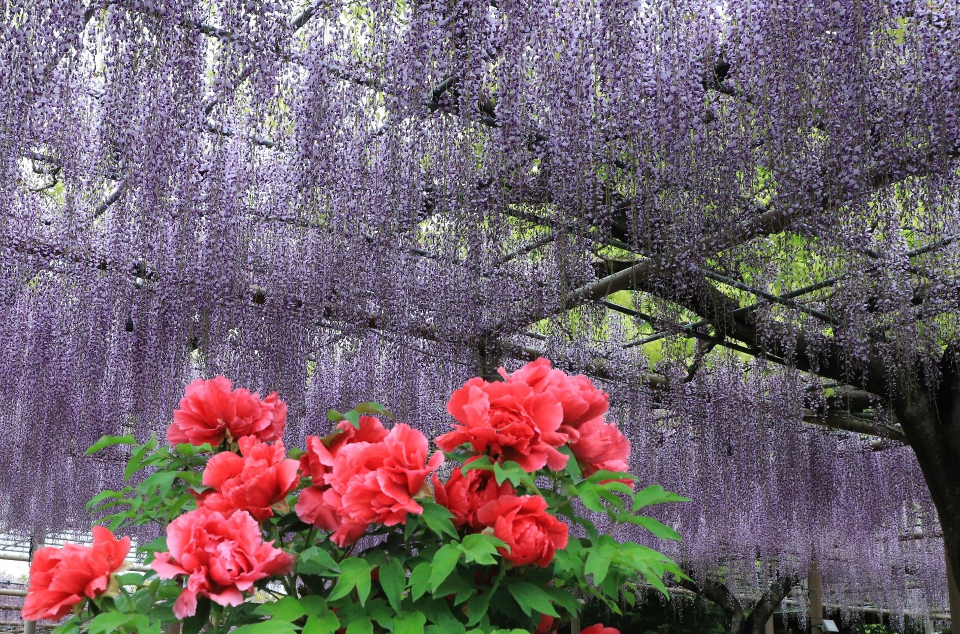 和洋の魅力を兼ね備えた空間設計で寝室をリニューアル　あさま空山望が叶える、北軽井沢の雄大な自然と共に眠る時間　新・デラックススイート「カシオペア」3月20日（金）提供開始