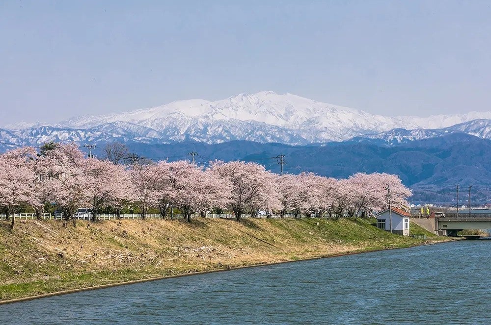 加賀・山中温泉に咲く【3,000本の桜めぐり】春の旬「桜鯛」、館内利用券 or ガソリン券2,000円分、さくら巡りマップをプレゼント