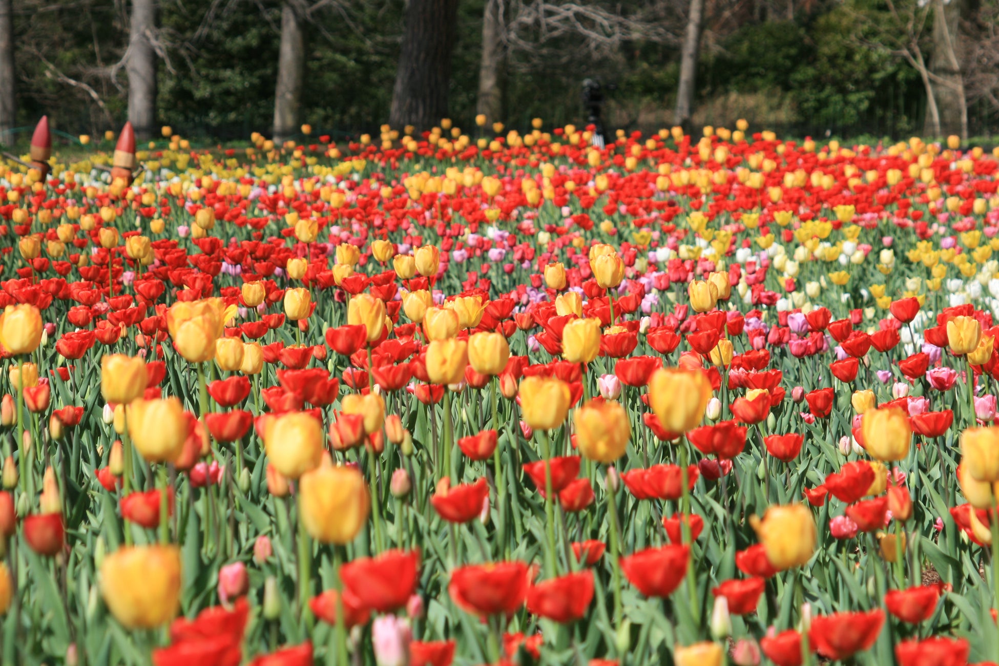 ～心はずむ早春の花風景～『早咲きチューリップ』見頃を迎えました（国営武蔵丘陵森林公園）