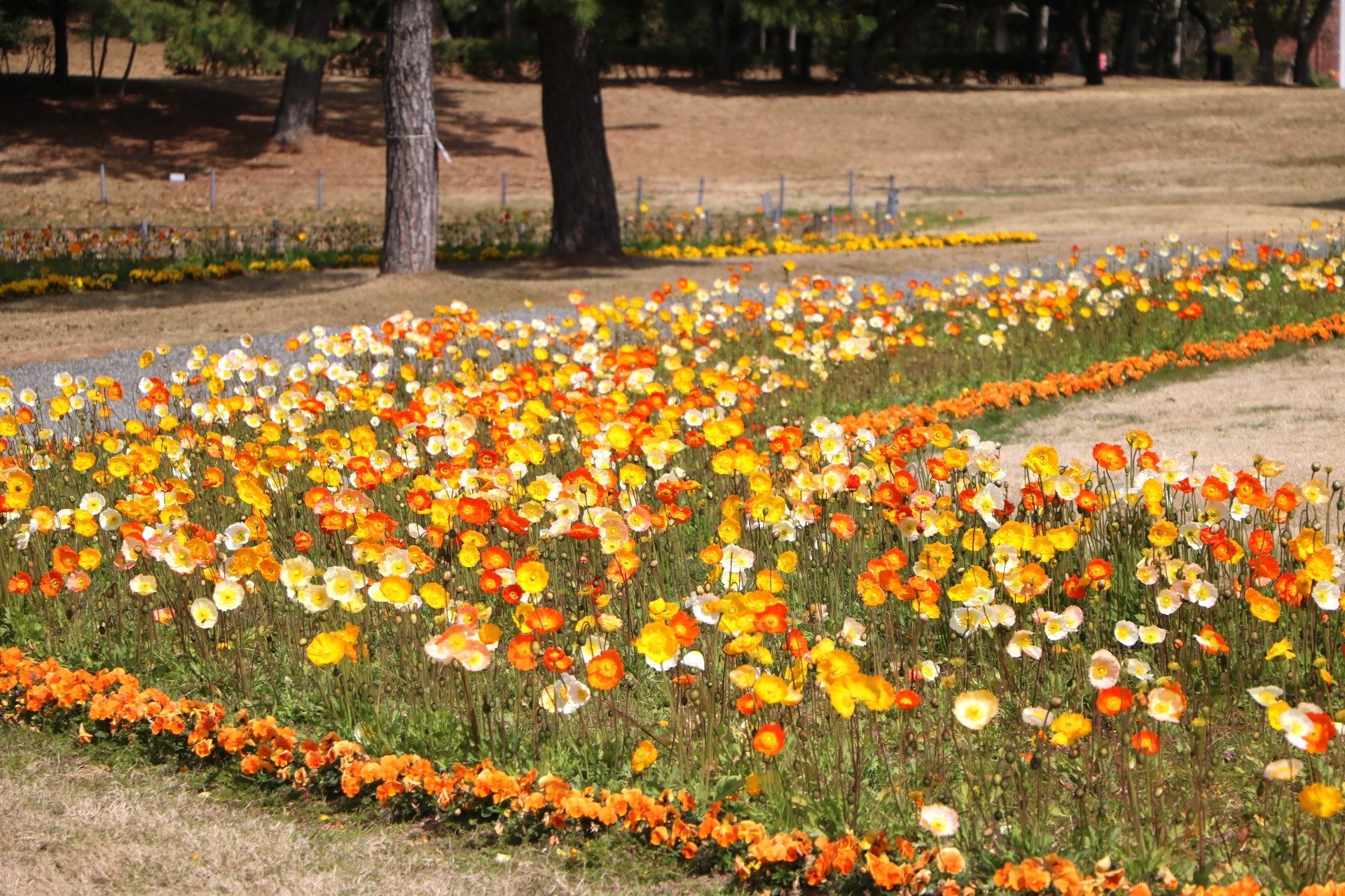 風に揺れるアイスランドポピー見頃【国営海の中道海浜公園】