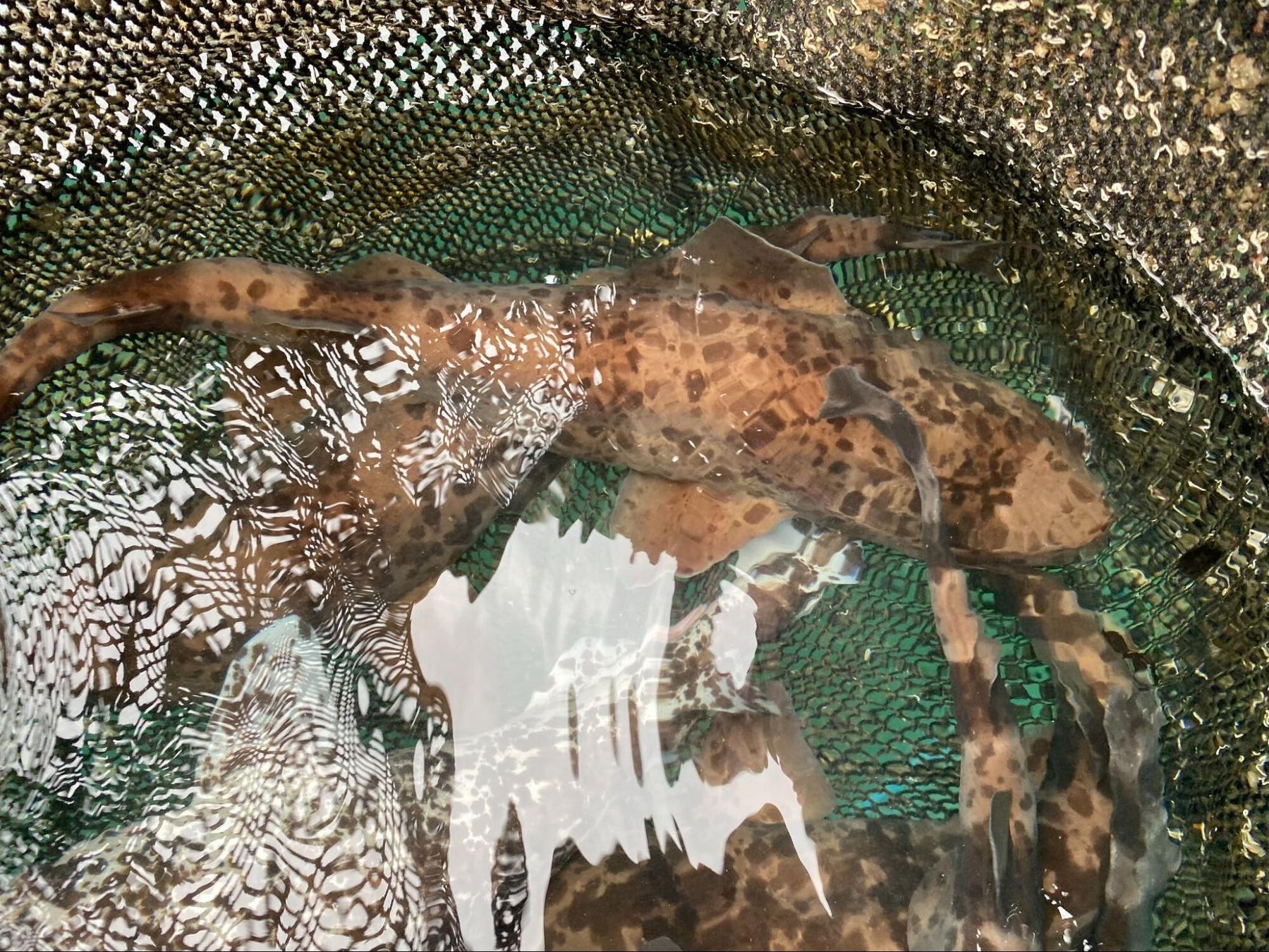 パンダカラーのサメ現る！？希少な色彩の”ナヌカザメ”を展示開始