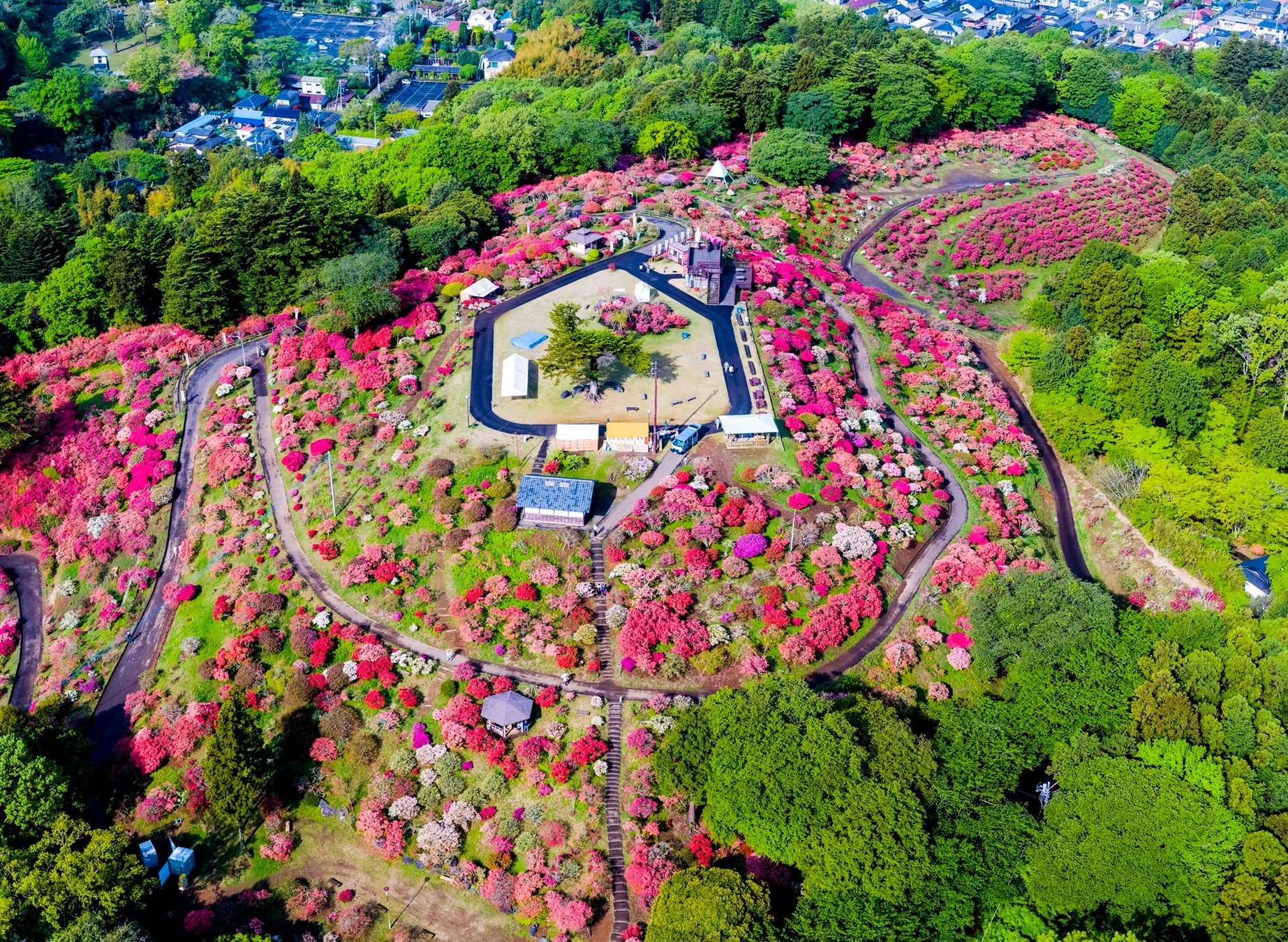 今年の春は笠間へ！花旅「あたご山桜まつり」と「笠間つつじまつり」