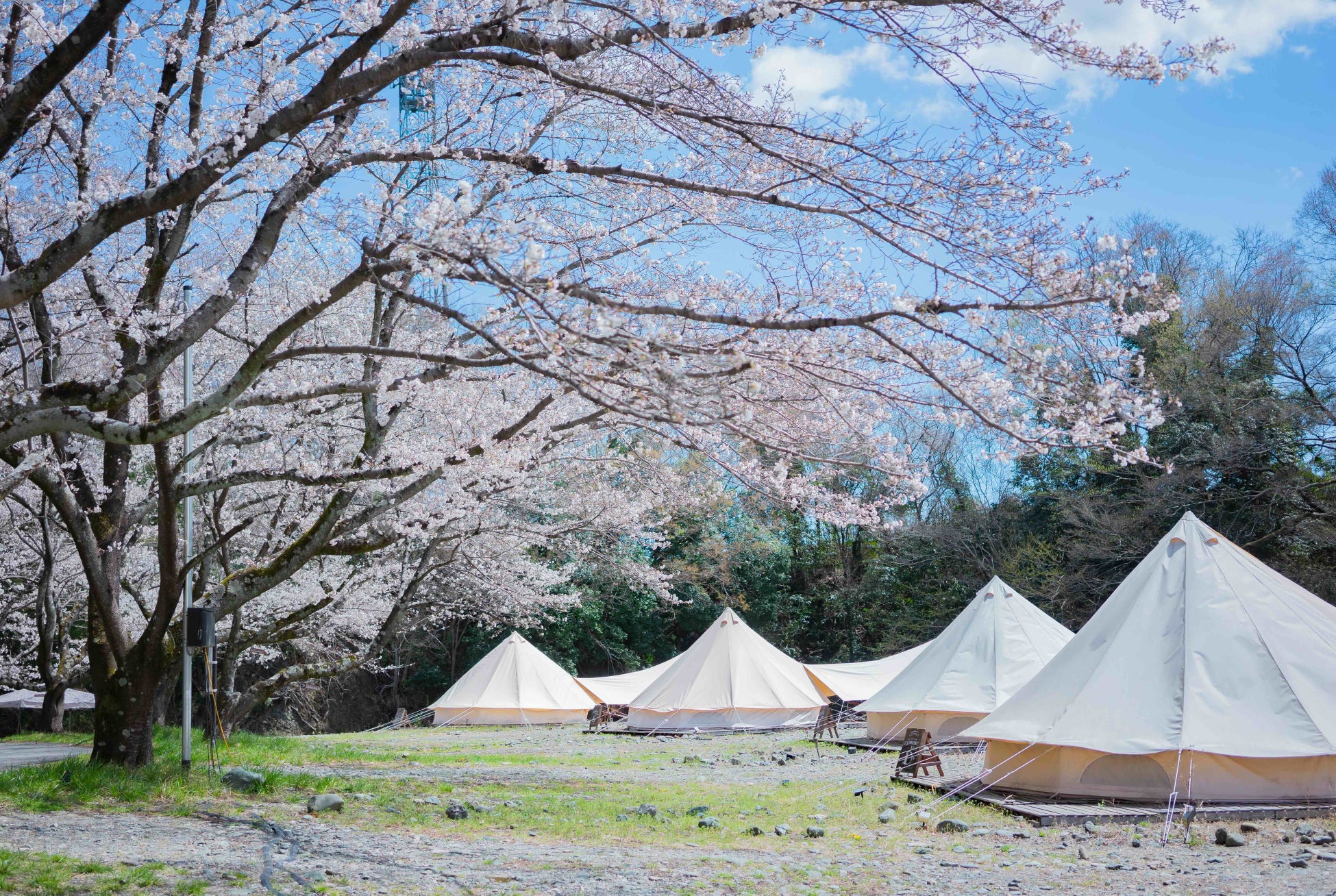 隠れた桜の名所COMORIVER（コモリバ）でお花見しながらの滞在を！桜と楽しむサウナやBBQ、宿泊プラン分を販売中。