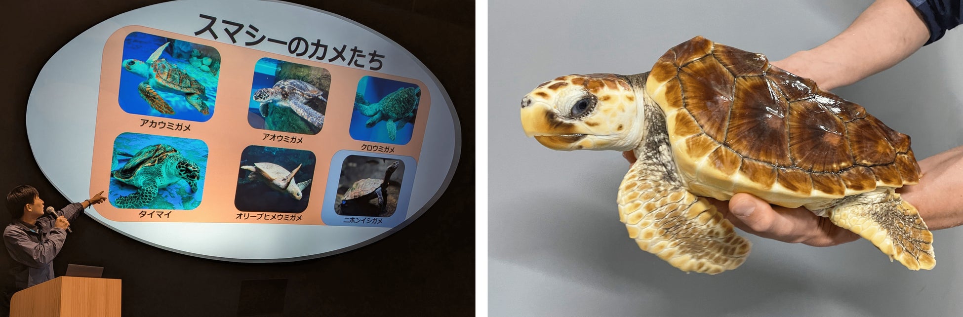 三井不動産グループ国内外40ホテルが対象の会員プログラム「MGH Rewards Club」豪華宿泊招待状が当たる「春旅プレゼントキャンペーン2026」を開催